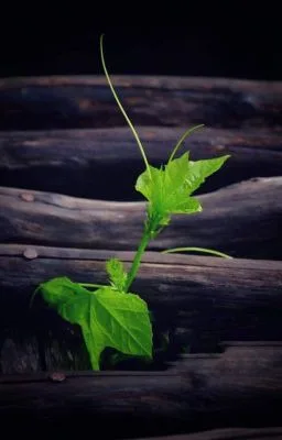 Ảnh bìa của [Đam mỹ] Yêu quái thư phòng