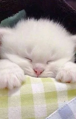 Ảnh bìa của [Đam Mỹ – Song Tính – Cao H] NỊCH TÌNH