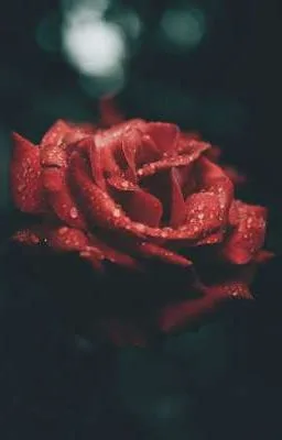 Ảnh bìa của [EABO/CAOH] Hoa Hồng Ủ Rượu