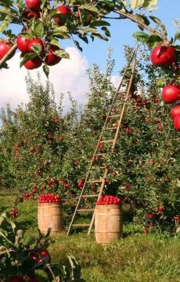 Ảnh bìa của [ĐAM MỸ – Boylove] Gả cho anh nông dân