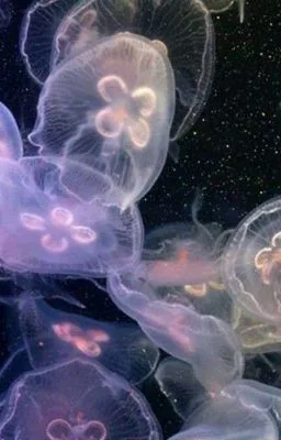 Ảnh bìa của [ĐAM MỸ – CAO H] TIỂU THẦN TƯỢNG